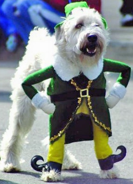 funny_dog_costume-12.jpg